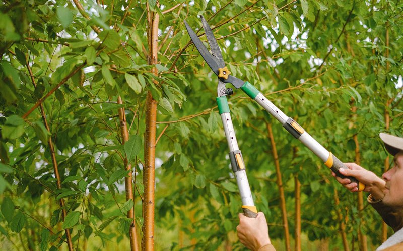 Tree trimming in Mcintire, IA
